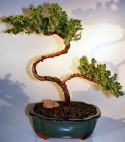 Juniper Bonsai Tree - Trained <br><i>(juniper procumbens nana)</i>