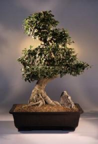 Chinese Elm Bonsai Tree<br><i>(ulmus parvifolia)</i>