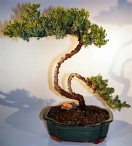 Juniper Bonsai Tree - Trained <br><i>(juniper procumbens nana)</i>