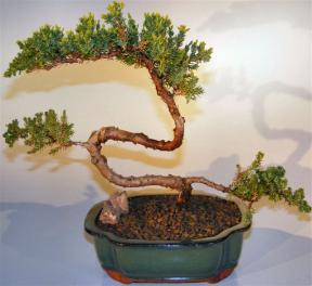 Juniper Bonsai Tree - Trained <br><i>(juniper procumbens nana)</i>