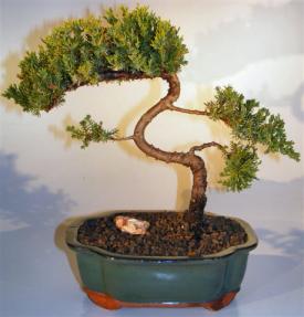 Juniper Bonsai Tree - Trained <br><i>(juniper procumbens nana)</i>