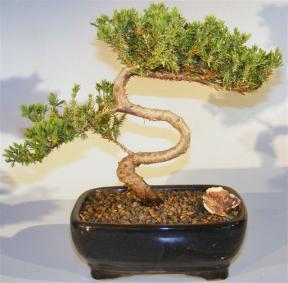 Juniper Bonsai Tree - Trained <br><i>(juniper procumbens nana)</i>