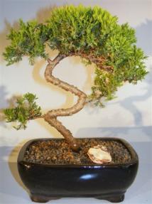 Juniper Bonsai Tree - Trained <br><i>(juniper procumbens nana)</i>