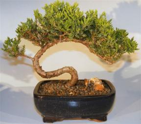 Juniper Bonsai Tree - Trained <br><i>(juniper procumbens nana)</i>