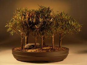 Willow Leaf Ficus Bonsai Tree<br><i>(ficus nerifolia/salicafolia)</i>