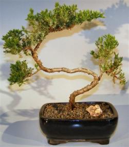 Juniper Bonsai Tree - Trained <br><i>(juniper procumbens nana)</i>