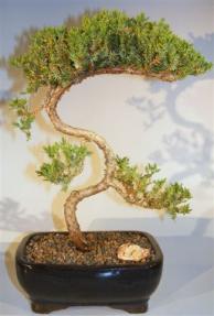 Juniper Bonsai Tree - Trained <br><i>(juniper procumbens nana)</i>