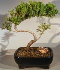 Juniper Bonsai Tree - Trained <br><i>(juniper procumbens nana)</i>