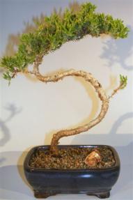 Juniper Bonsai Tree - Trained <br><i>(juniper procumbens nana)</i>