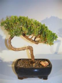 Juniper Bonsai Tree - Trained <br><i>(juniper procumbens nana)</i>