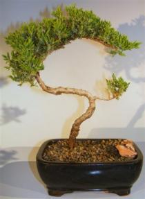 Juniper Bonsai Tree - Trained <br><i>(juniper procumbens nana)</i>