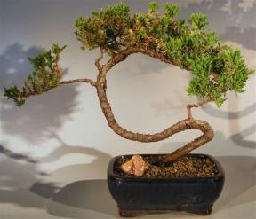 Juniper Bonsai Tree - Trained <br><i>(juniper procumbens nana)</i>