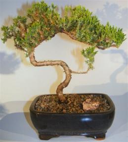 Juniper Bonsai Tree - Trained <br><i>(juniper procumbens nana)</i>