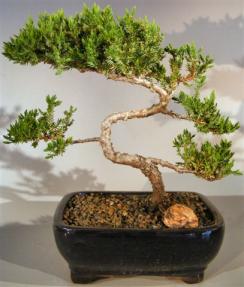 Juniper Bonsai Tree - Trained <br><i>(juniper procumbens nana)</i>