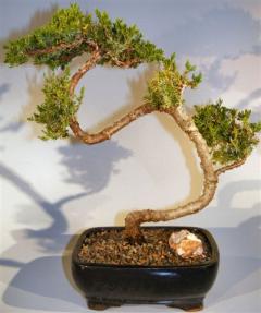 Juniper Bonsai Tree - Trained <br><i>(juniper procumbens nana)</i>