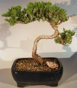 Juniper Bonsai Tree - Trained <br><i>(juniper procumbens nana)</i>