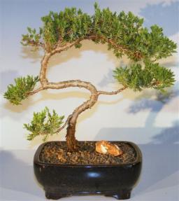 Juniper Bonsai Tree - Trained <br><i>(juniper procumbens nana)</i>