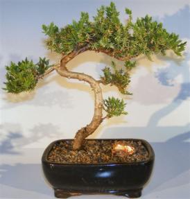 Juniper Bonsai Tree - Trained <br><i>(juniper procumbens nana)</i>