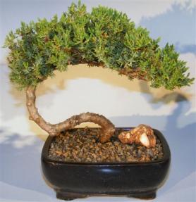 Juniper Bonsai Tree - Trained <br><i>(juniper procumbens nana)</i>