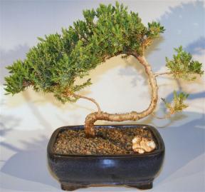 Juniper Bonsai Tree - Trained <br><i>(juniper procumbens nana)</i>