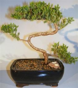 Juniper Bonsai Tree - Trained <br><i>(juniper procumbens nana)</i>