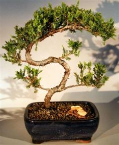 Juniper Bonsai Tree - Trained <br><i>(juniper procumbens nana)</i>