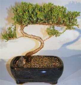 Juniper Bonsai Tree - Trained <br><i>(juniper procumbens nana)</i>