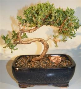 Juniper Bonsai Tree - Trained <br><i>(juniper procumbens nana)</i>