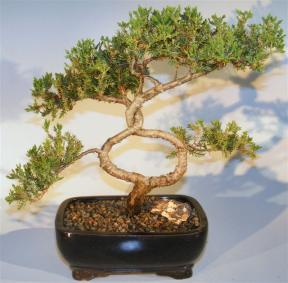 Juniper Bonsai Tree - Trained <br><i>(juniper procumbens nana)</i>