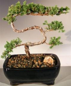 Juniper Bonsai Tree - Trained <br><i>(juniper procumbens nana)</i>