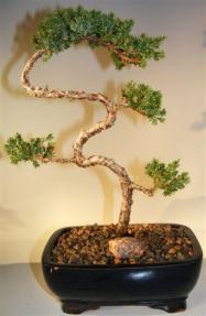 Juniper Bonsai Tree - Trained <br><i>(juniper procumbens nana)</i>