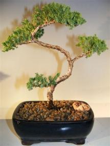 Juniper Bonsai Tree - Trained <br><i>(juniper procumbens nana)</i>