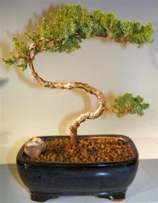 Juniper Bonsai Tree - Trained <br><i>(juniper procumbens nana)</i>