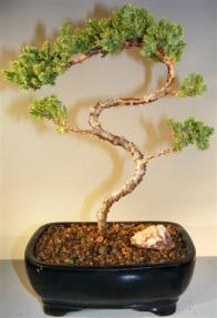 Juniper Bonsai Tree - Trained <br><i>(juniper procumbens nana)</i>