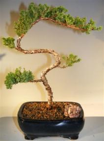 Juniper Bonsai Tree - Trained <br><i>(juniper procumbens nana)</i>