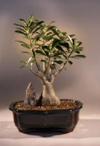 Desert Rose Bonsai Tree<br><i>(adenium obesum)</i>