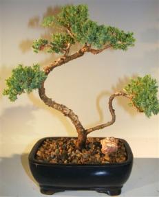 Juniper Bonsai Tree - Trained <br><i>(juniper procumbens nana)</i>