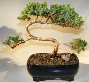 Juniper Bonsai Tree - Trained <br><i>(juniper procumbens nana)</i>