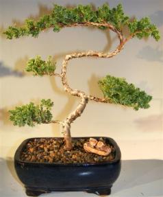 Juniper Bonsai Tree - Trained <br><i>(juniper procumbens nana)</i>