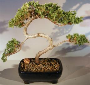 Juniper Bonsai Tree - Trained <br><i>(juniper procumbens nana)</i>