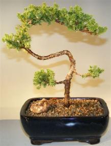 Juniper Bonsai Tree - Trained <br><i>(juniper procumbens nana)</i>