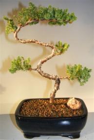 Juniper Bonsai Tree - Trained <br><i>(juniper procumbens nana)</i>