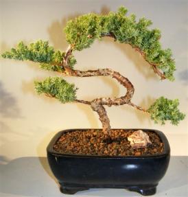 Juniper Bonsai Tree - Trained <br><i>(juniper procumbens nana)</i>