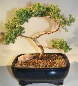 Juniper Bonsai Tree - Trained <br><i>(juniper procumbens nana)</i>