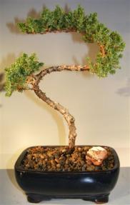 Juniper Bonsai Tree - Trained <br><i>(juniper procumbens nana)</i>