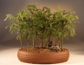 Norfolk Island Pine - Forest<br><i>(araucaria heterophila)</i>