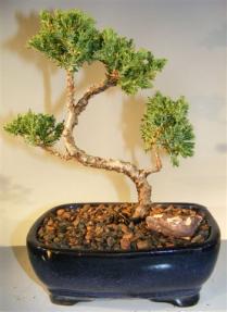 Juniper Bonsai Tree - Trained <br><i>(juniper procumbens nana)</i>