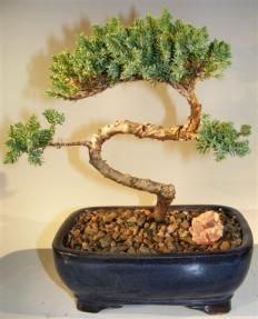 Juniper Bonsai Tree - Trained <br><i>(juniper procumbens nana)</i>