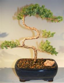 Juniper Bonsai Tree - Trained <br><i>(juniper procumbens nana)</i>