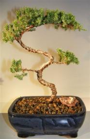 Juniper Bonsai Tree - Trained <br><i>(juniper procumbens nana)</i>